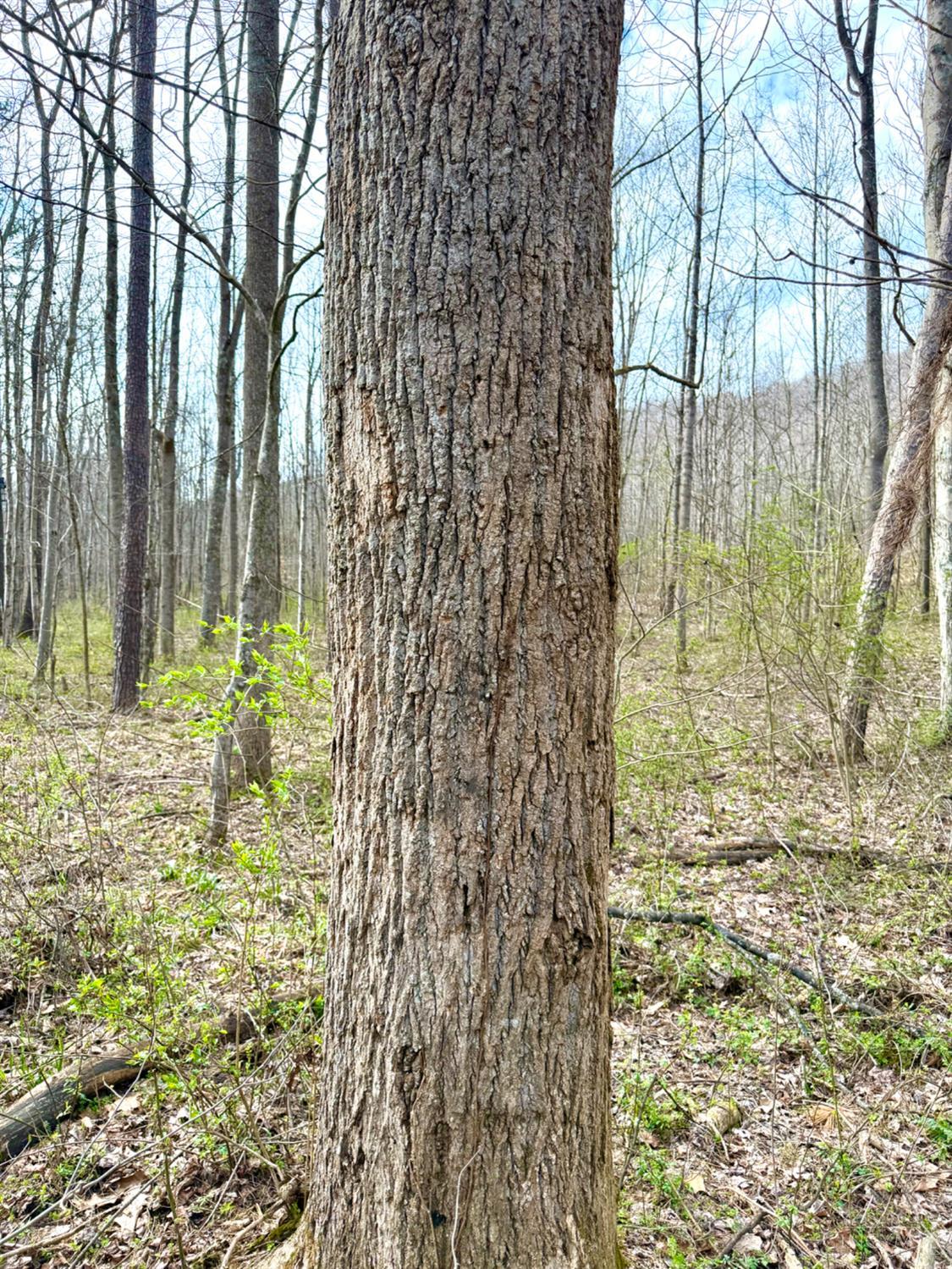 0 Fyffe Hollow Road Chillicothe, OH 45601 - Photo 62 of 96