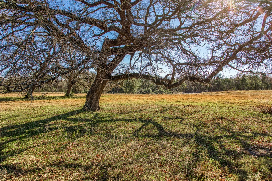 9354 Farm To Market 2780 Burton, TX 77835 - Photo 3 of 43 a view of yard with trees