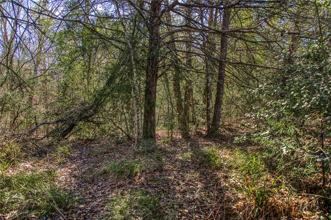 9354 Farm To Market 2780 Burton, TX 77835 - Photo 31 of 43 a view of forest