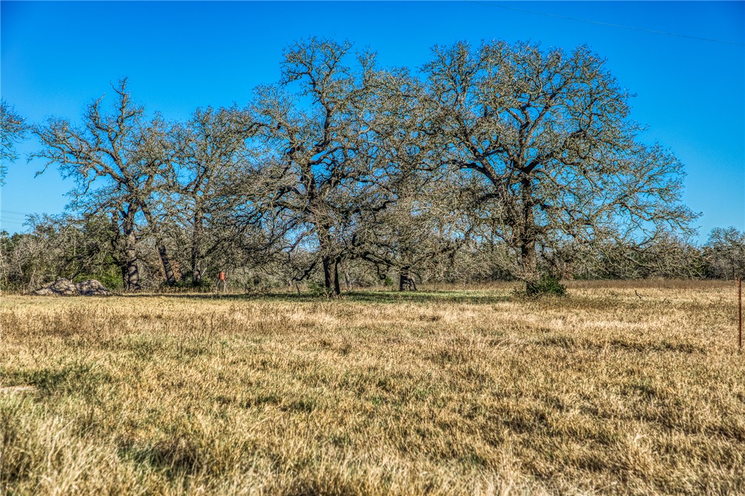 9354 Farm To Market 2780 Burton, TX 77835 - Photo 36 of 43 a view of a yard with a tree