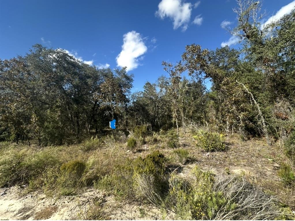 a view of a dry yard