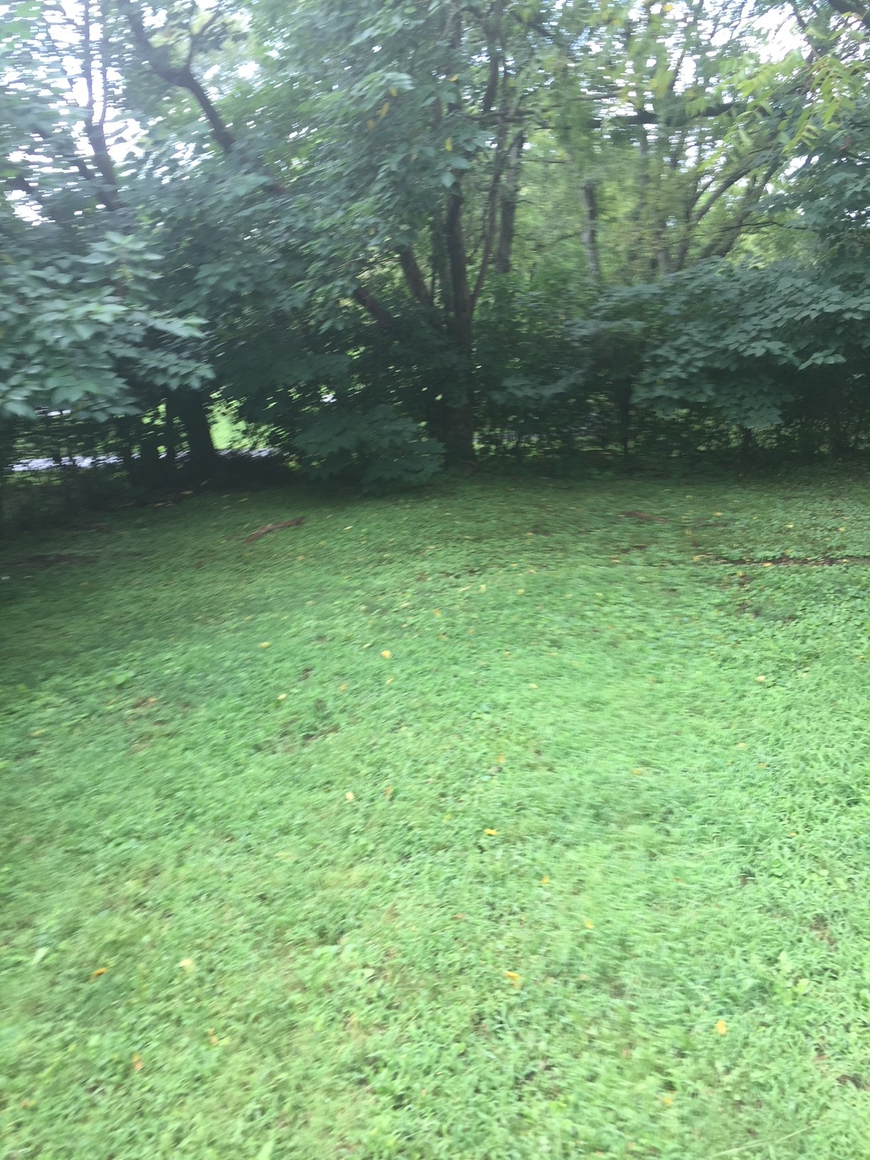 0 Brogdon Road South Ripley, TN 38063 - Photo 1 of 1 a view of a green yard