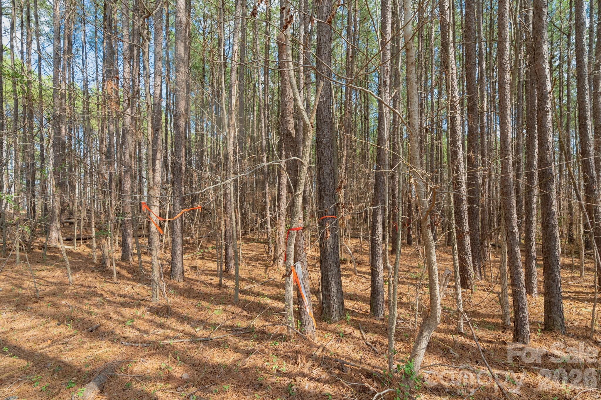 0 Horace Price Road Pageland, SC 29728 - Photo 18 of 30