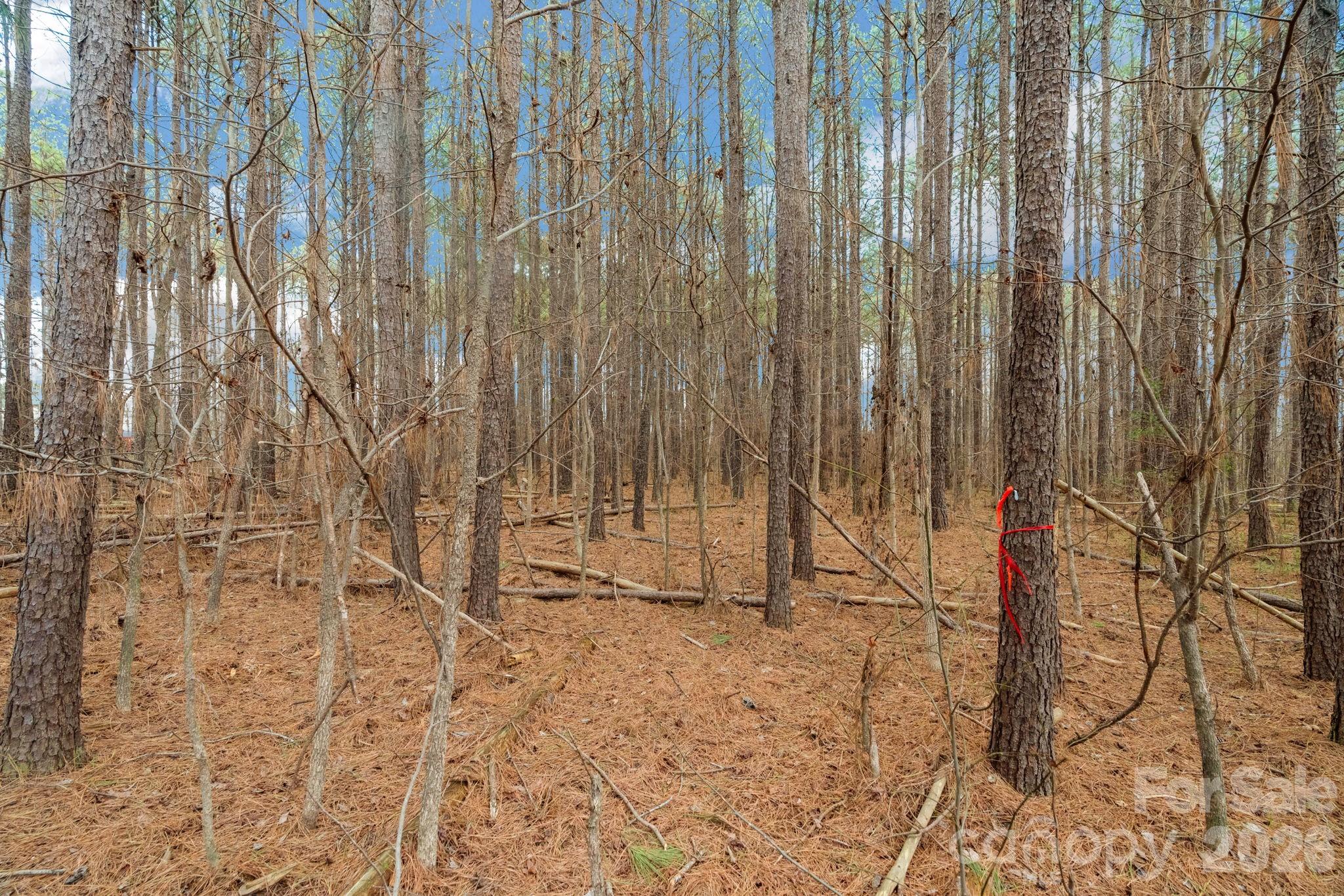 0 Horace Price Road Pageland, SC 29728 - Photo 19 of 30