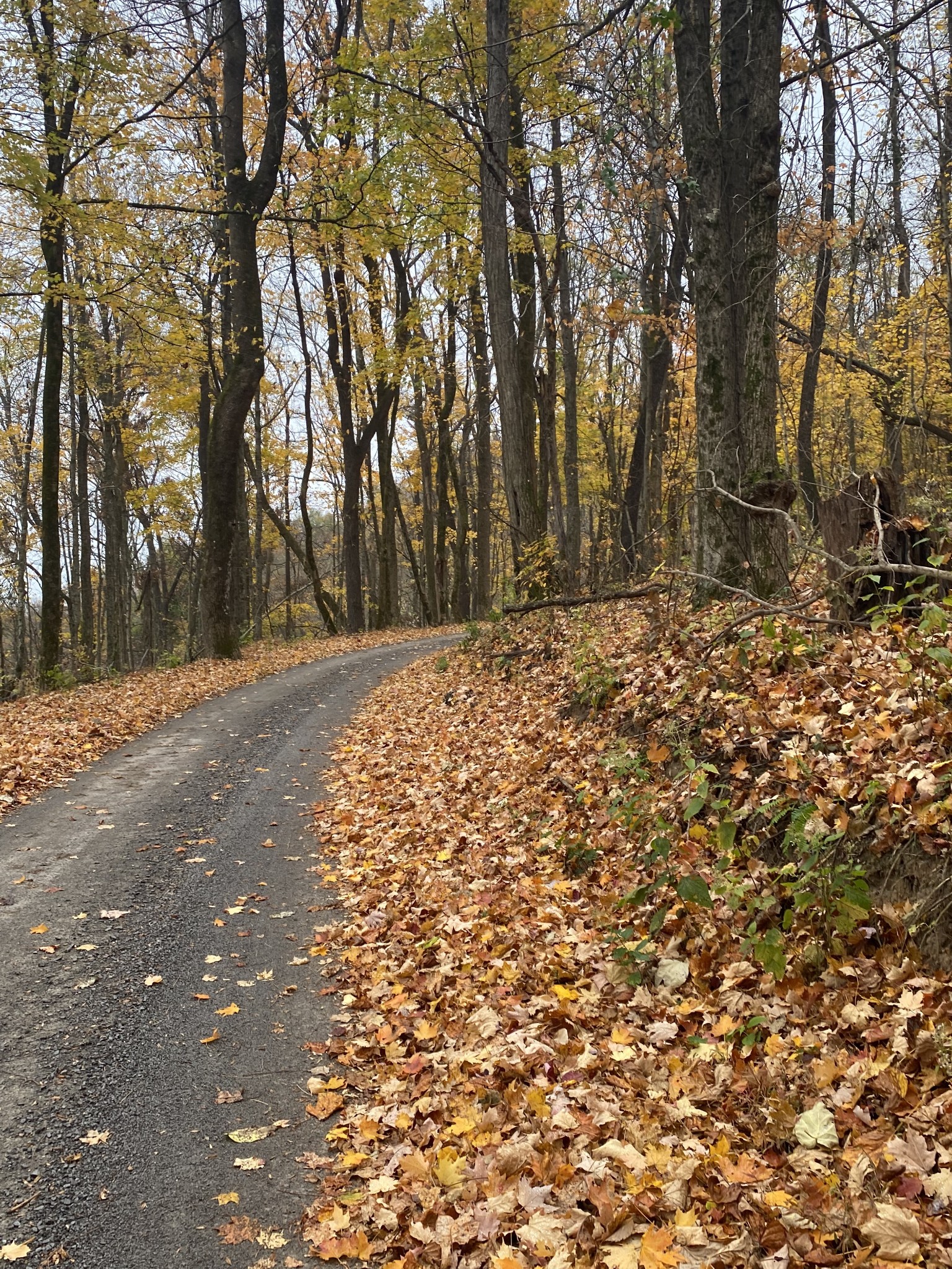 0 Sugar Tree Knob Road Woodbury, TN 37190 - Photo 3 of 30 Gallery Image 3