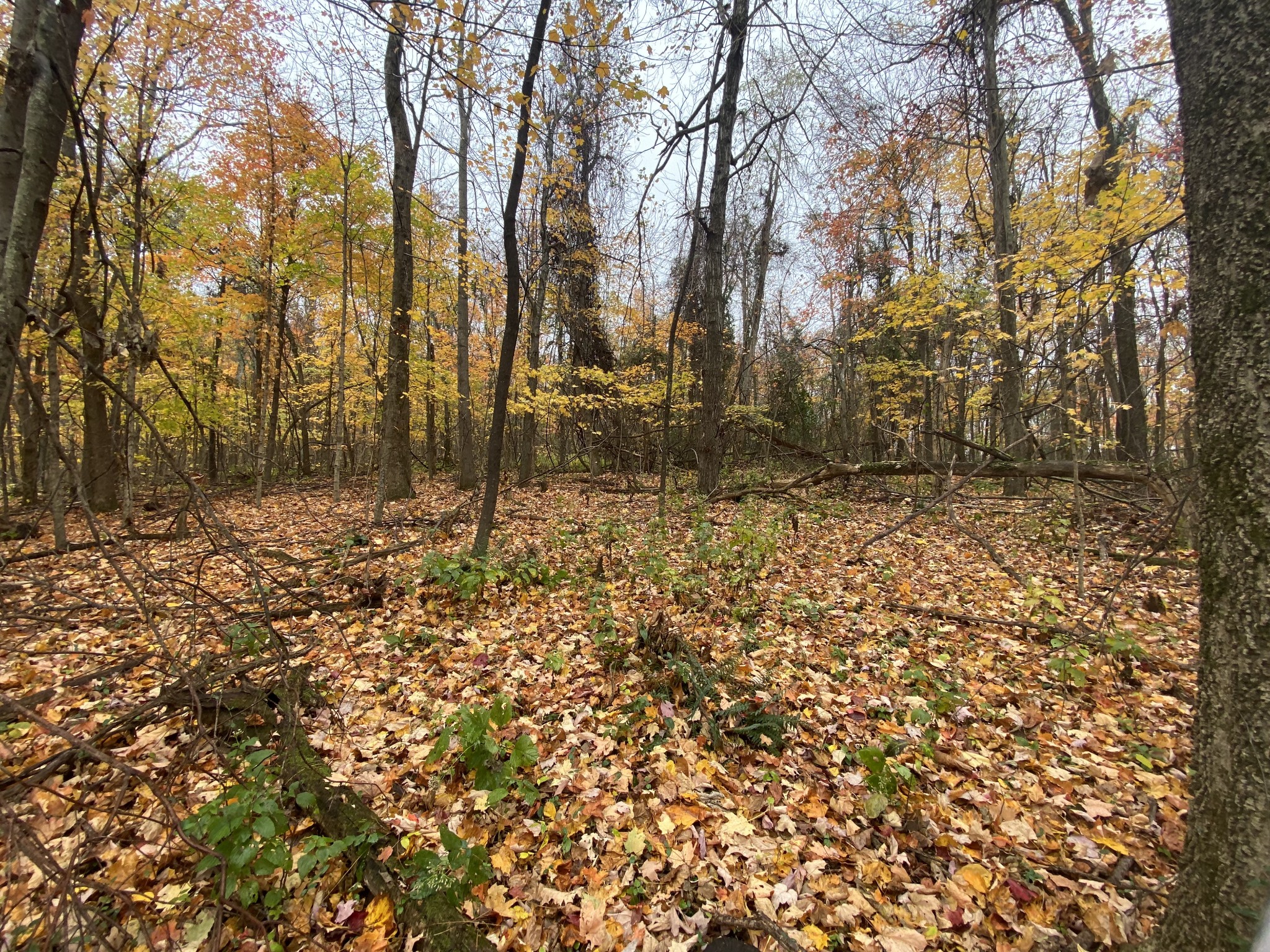 0 Sugar Tree Knob Road Woodbury, TN 37190 - Photo 8 of 30 Gallery Image 8