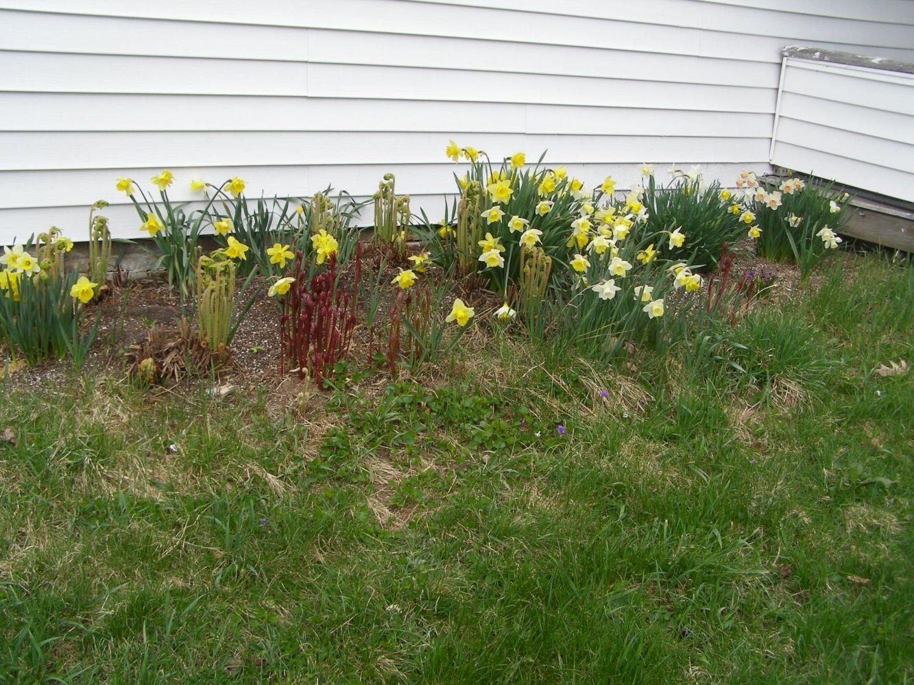 1642 East Ridge Road Cornville, ME 04976 - Photo 76 of 82 76. may daffodils