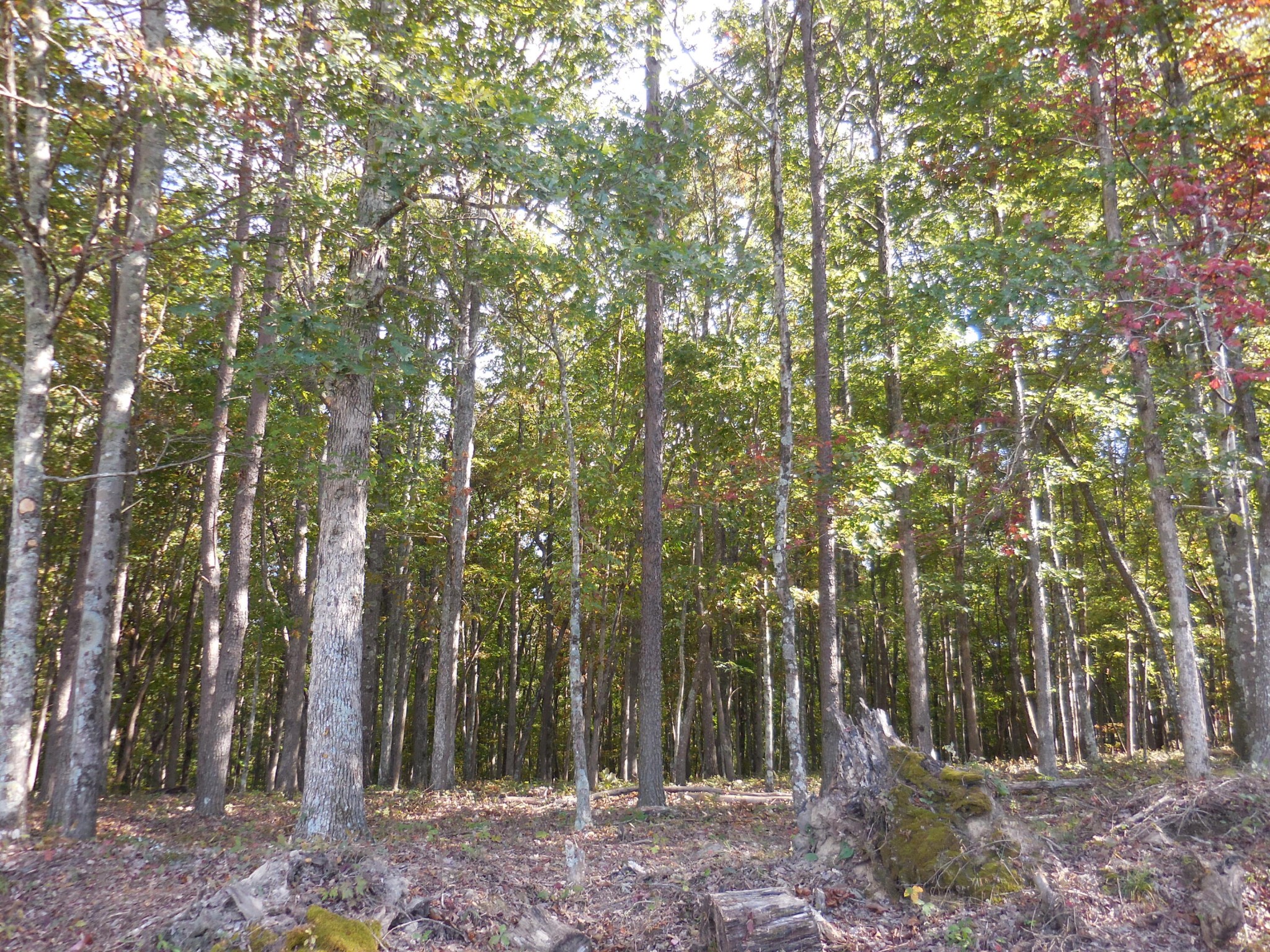 29 Grape Vine Road Crossville, TN 38572 - Photo 2 of 32 Gallery Image 2