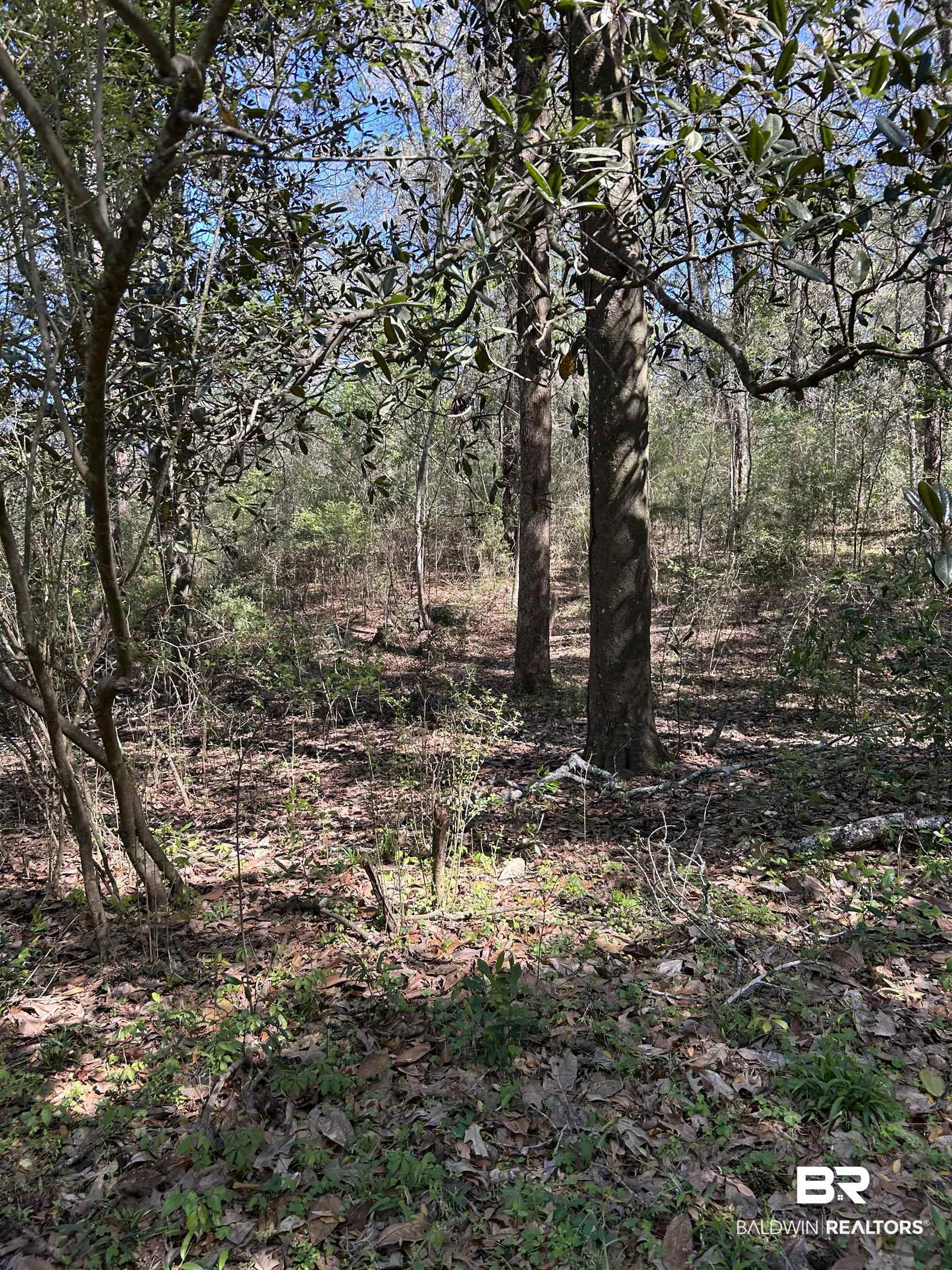 0 Fleming Lane Brewton, AL 36426 - Photo 12 of 18 View of undeveloped land
