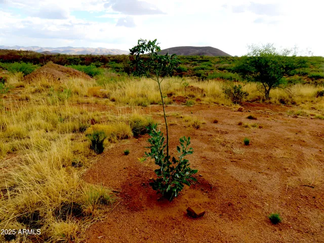 $55,900 | 5995 West Buckskin Trail, Unit 82, Elfrida, AZ 85610
