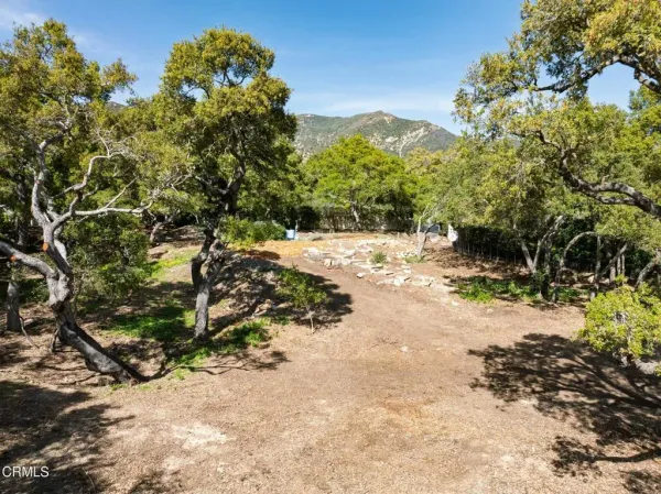 a view of a road with a tree in the background