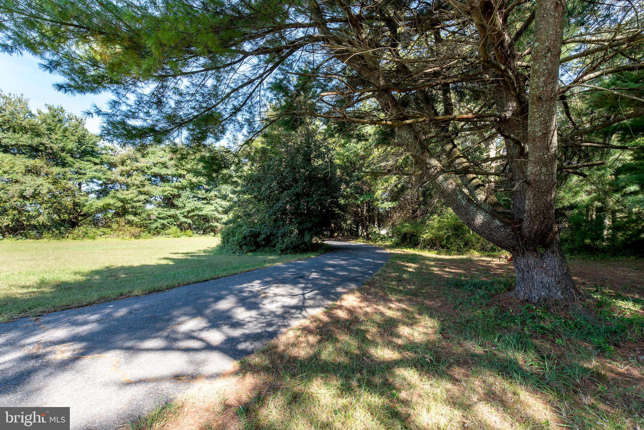 337 Harding Highway Pittsgrove, NJ 08318 - Photo 16 of 68 a view of a yard with plants and large trees