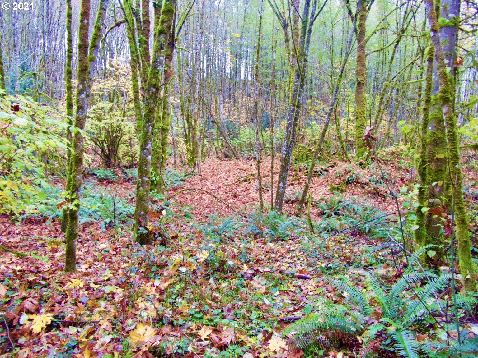 0 Dart Creek Road St. Helens, OR 97051 - Photo 10 of 12 Gallery Image 10