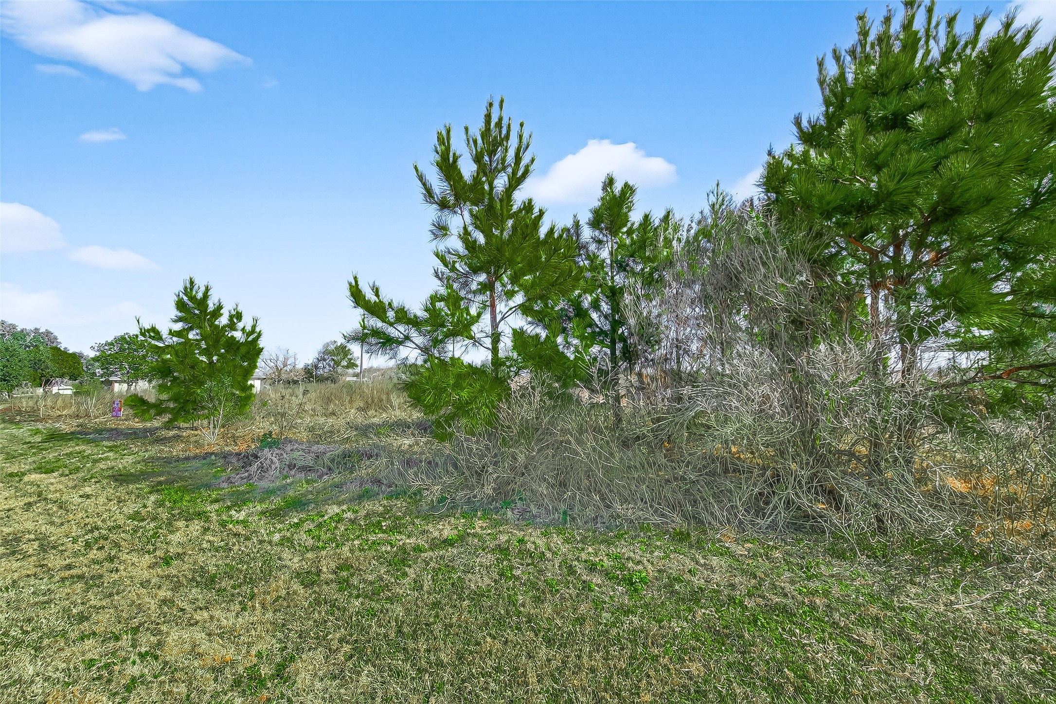 a view of a yard with a tree