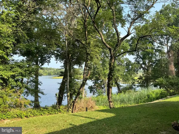 a view of a garden with large trees