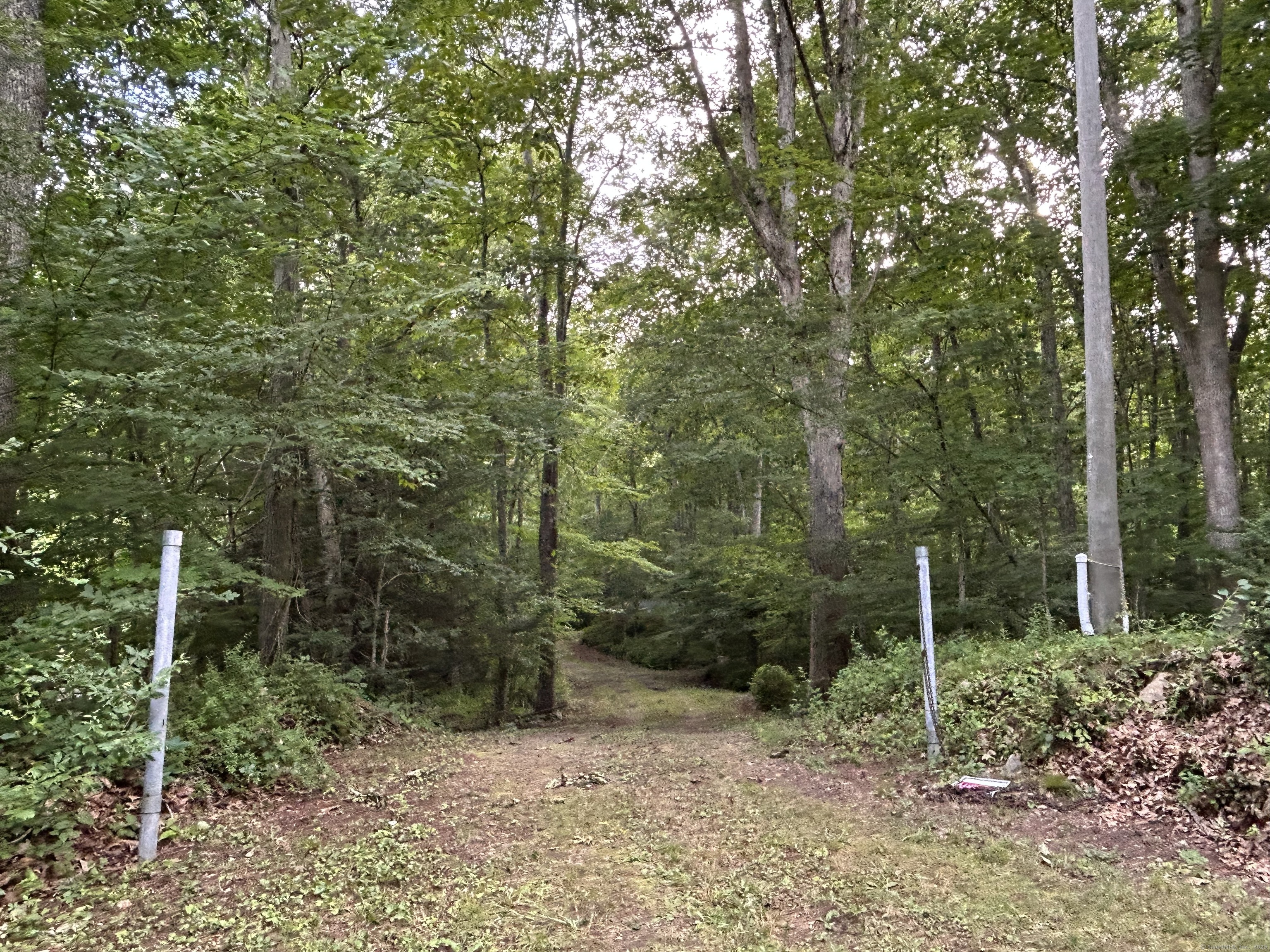 a view of a forest filled with trees