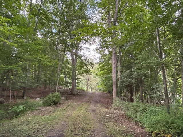 a view of a forest with trees