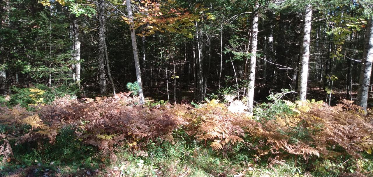 On Moonshine Valley Road Presque Isle, WI 54557 - Photo 14 of 20 Gallery Image 14