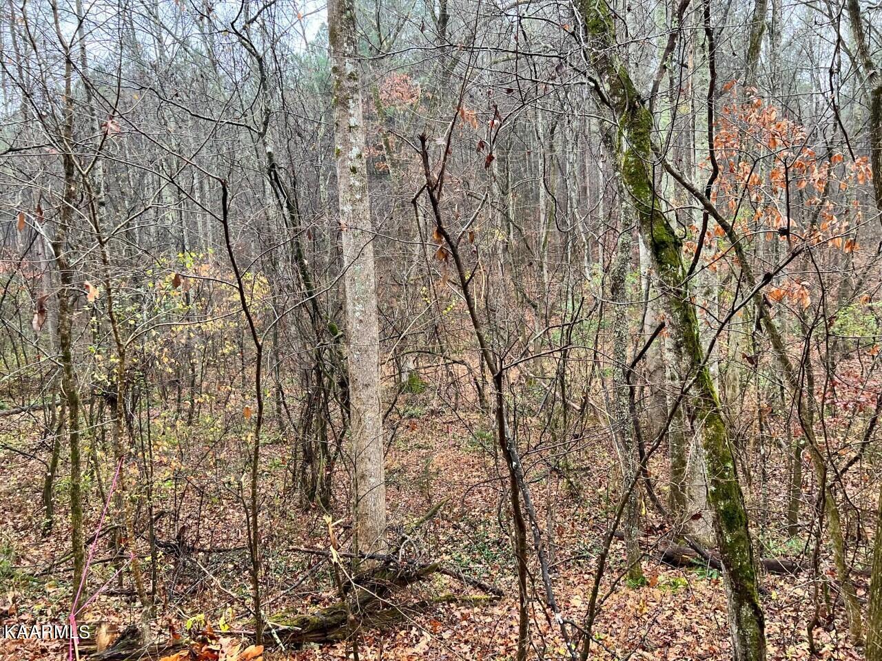 Lot 3 Butler Road Decatur, TN 37322 - Photo 4 of 10 BR3