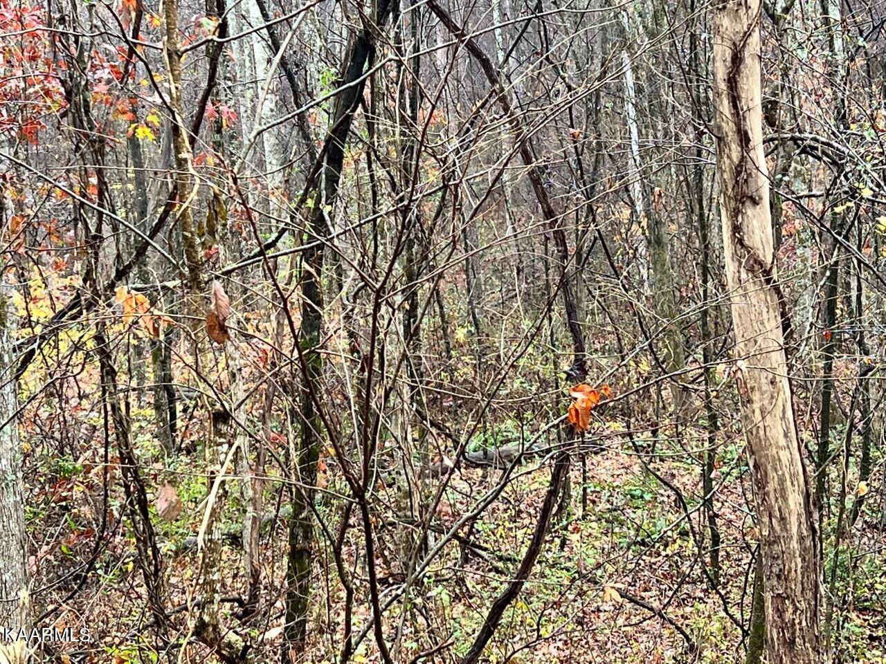 Lot 3 Butler Road Decatur, TN 37322 - Photo 6 of 10 BR5
