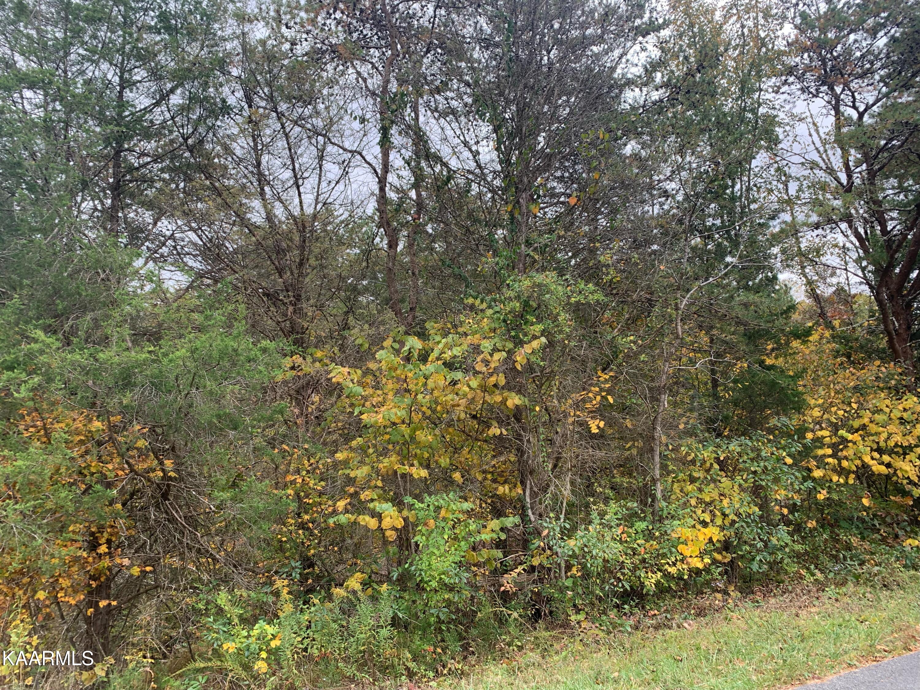 Clayton Road Dandridge, TN 37725 - Photo 3 of 3 IMG_3160