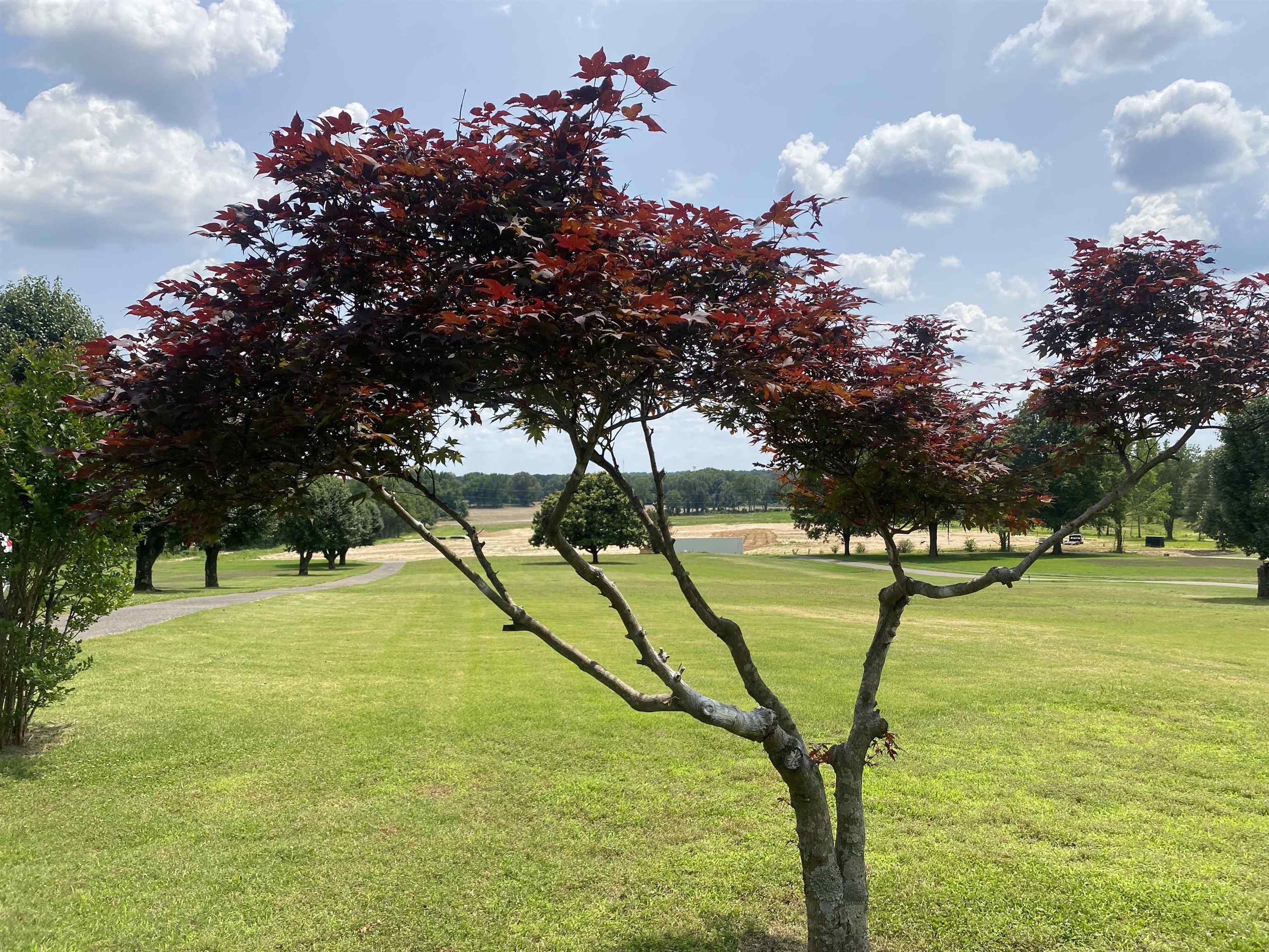 240 Sawmill Road Brighton, TN 38011 - Photo 5 of 25 Surrounding community featuring a yard