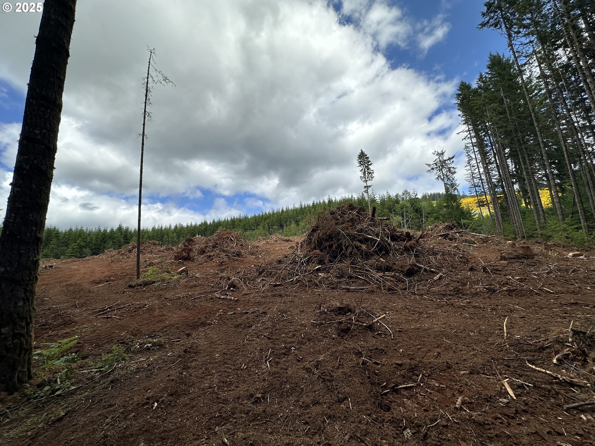 19403 Highway 126 Walton, OR 97490 - Photo 7 of 30