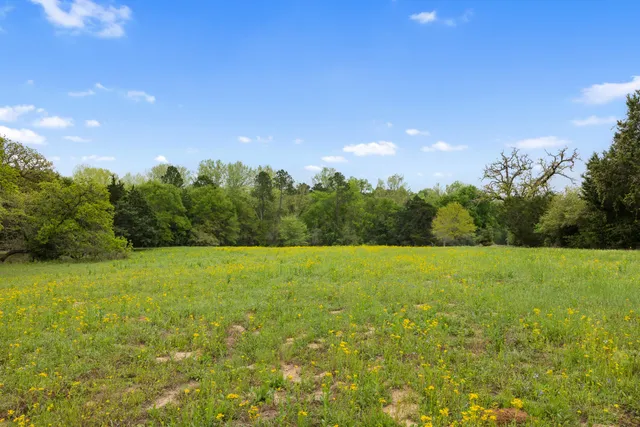 a view of a lush green forest