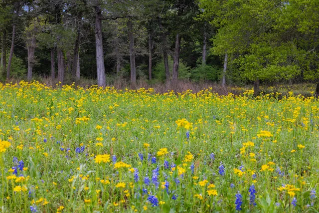 a view of backyard with plants and large trees
