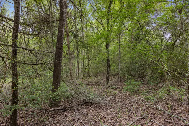 a view of a forest with trees in the background