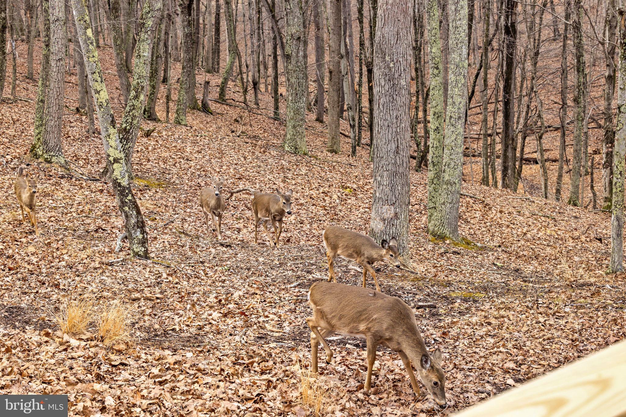 2368 Crossings View Road Paw Paw, WV 25434 - Photo 54 of 65 Including the adorable wildlife