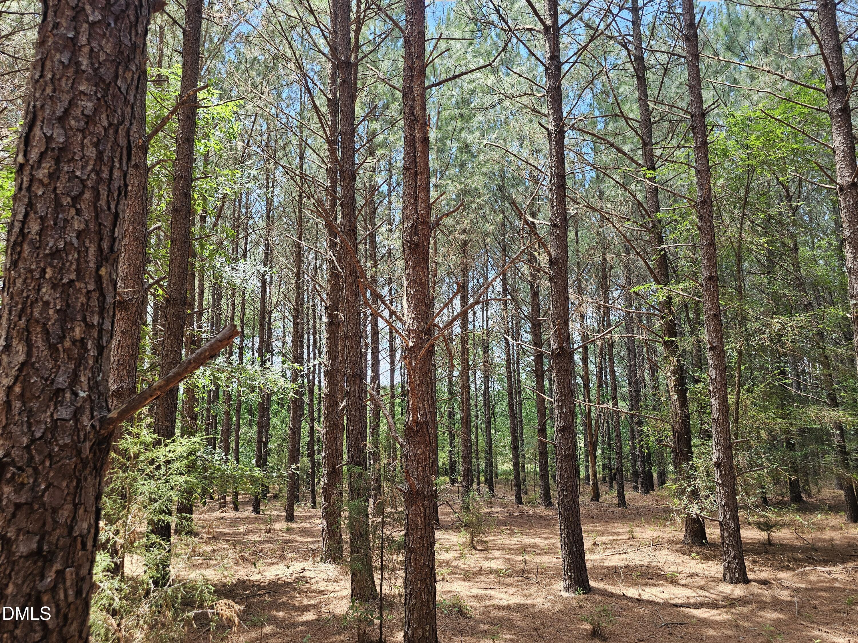 850 Clarence Phillips Road Bennett, NC 27208 - Photo 6 of 7 1000009377
