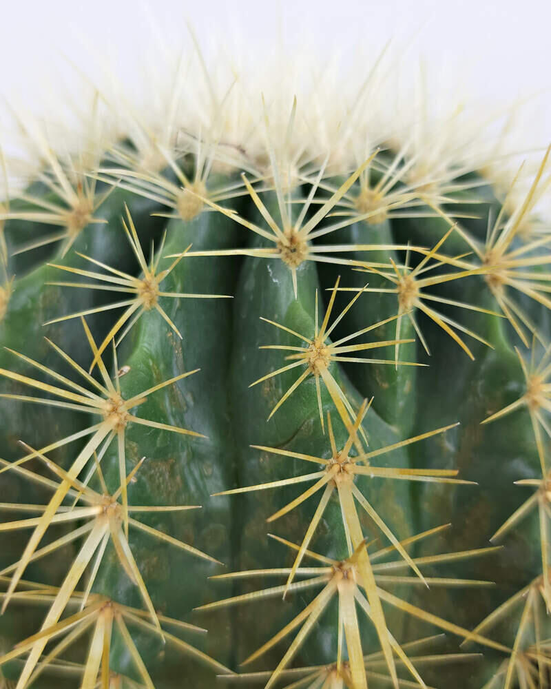 1040 East Deepak Road Palm Springs, CA 92262 - Photo 14 of 62 1G-Golden-Barrel-Cactus-Foliage-800x1000