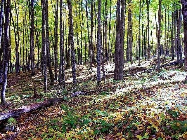 On Palmquist Road Watersmeet, MI 49969 - Photo 2 of 7 Gallery Image 2