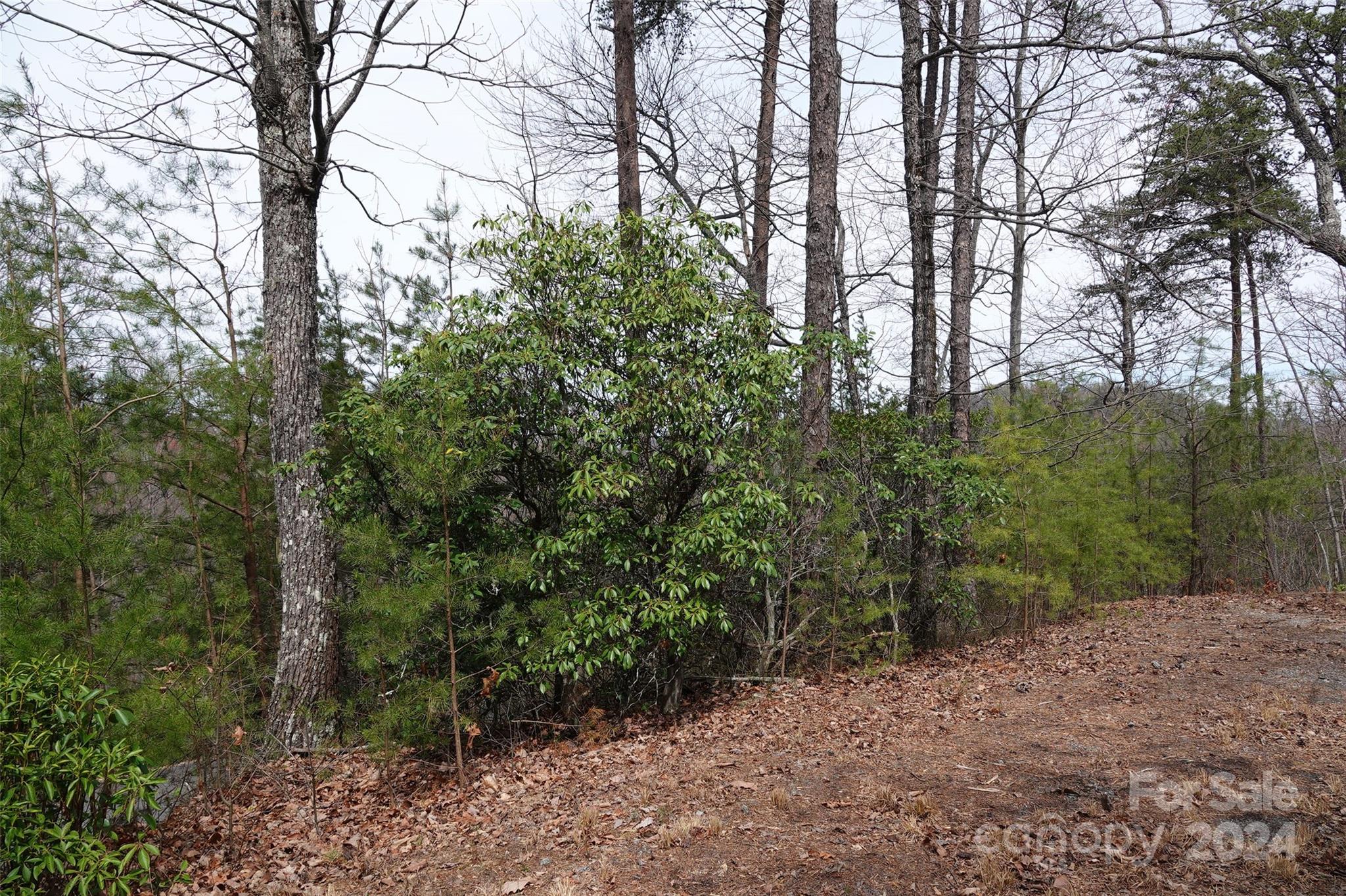 69 Arbra Mountain Road Bostic, NC 28018 - Photo 3 of 16 Gallery Image 3