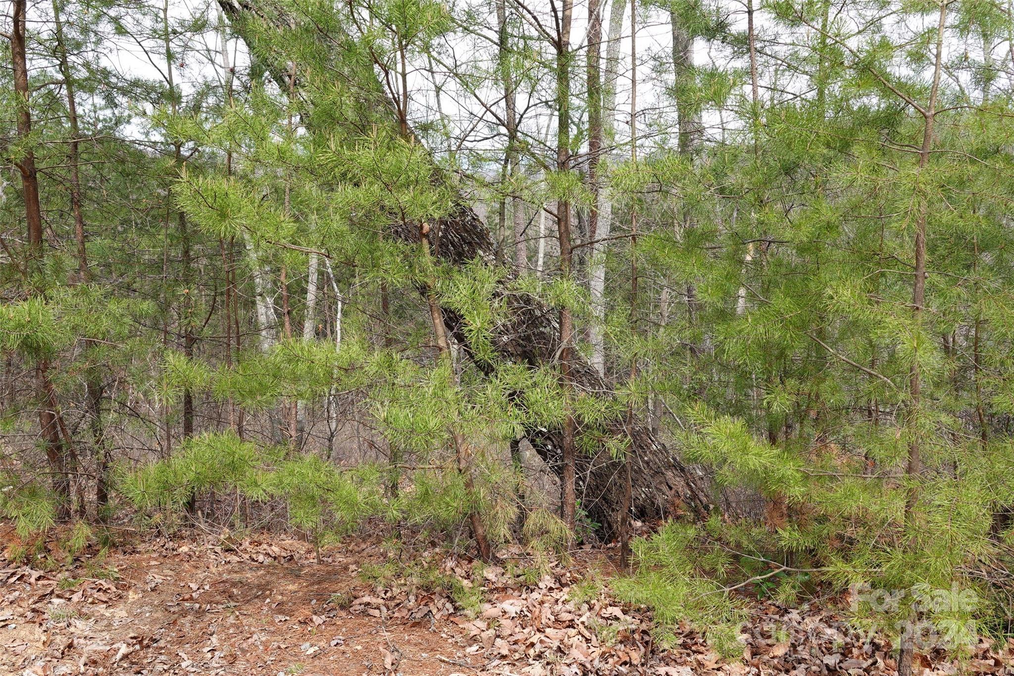 69 Arbra Mountain Road Bostic, NC 28018 - Photo 8 of 16 Gallery Image 8