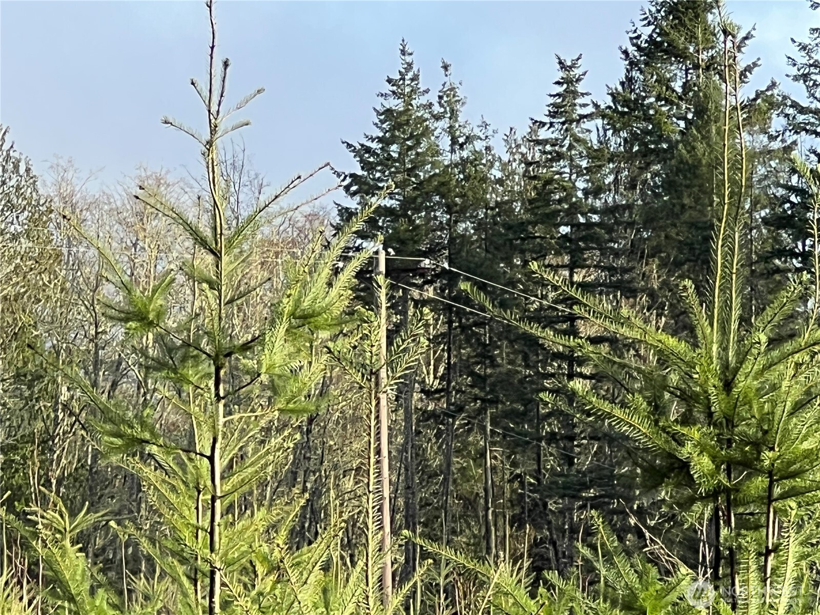 2-xxx Snow Creek Road Quilcene, WA 98376 - Photo 19 of 29