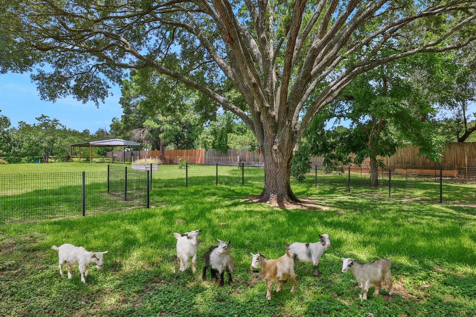 19407 Pine Tree Lane Waller, TX 77484 - Photo 3 of 39 a backyard of a house with lots of green space
