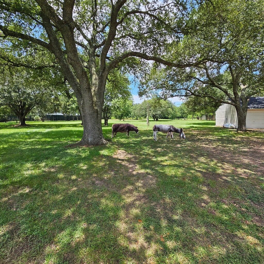19407 Pine Tree Lane Waller, TX 77484 - Photo 34 of 39 a view of a field with trees