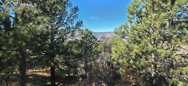 a view of a tree in a yard