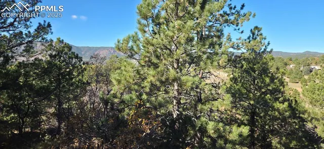 a view of a tree with a tree