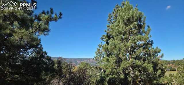 a view of a tree with a plant
