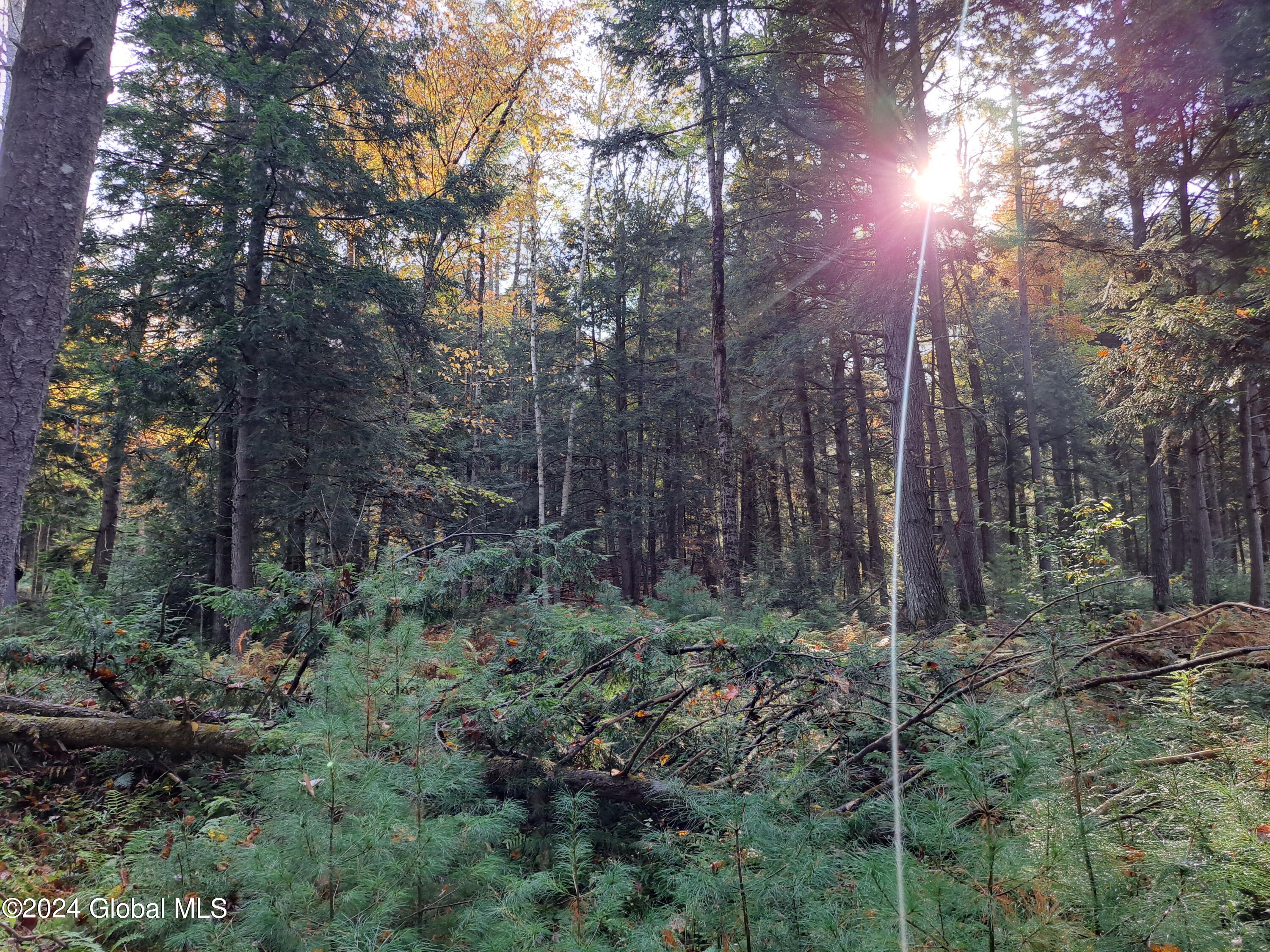 L9 Atateka Road Chestertown, NY 12817 - Photo 11 of 71 12 Pine Saplings