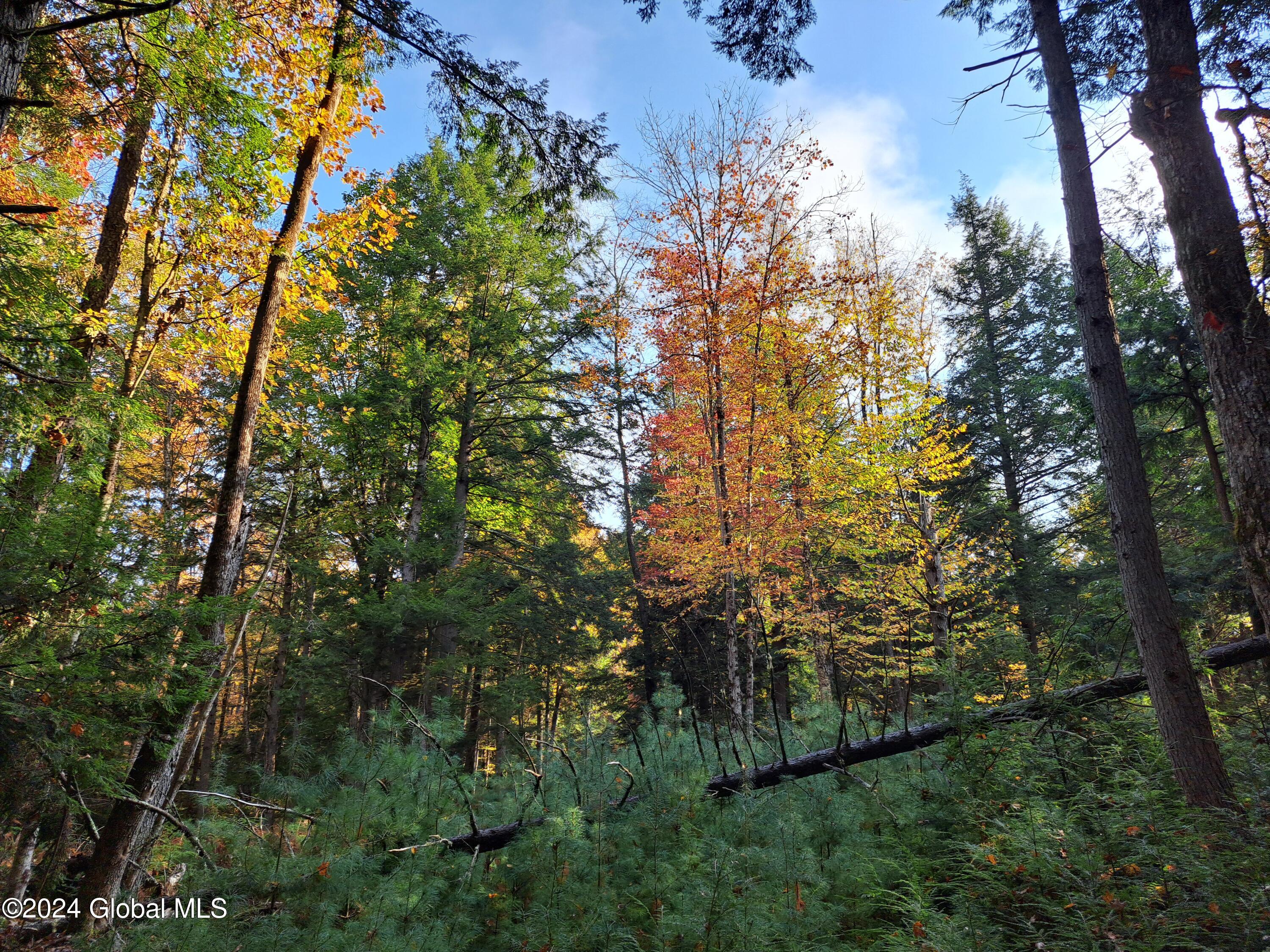 L9 Atateka Road Chestertown, NY 12817 - Photo 13 of 71 14 Fall Colors and Pine Saplings