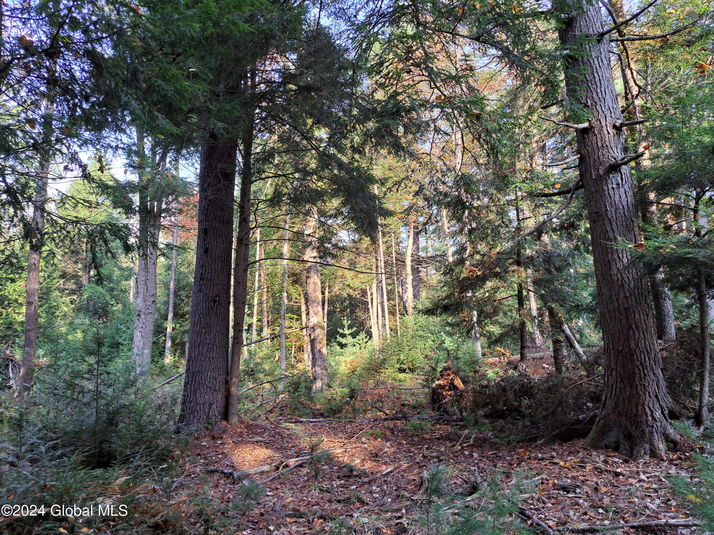 L9 Atateka Road Chestertown, NY 12817 - Photo 14 of 71 15 White Pine and Hemlock over Spruce Sa