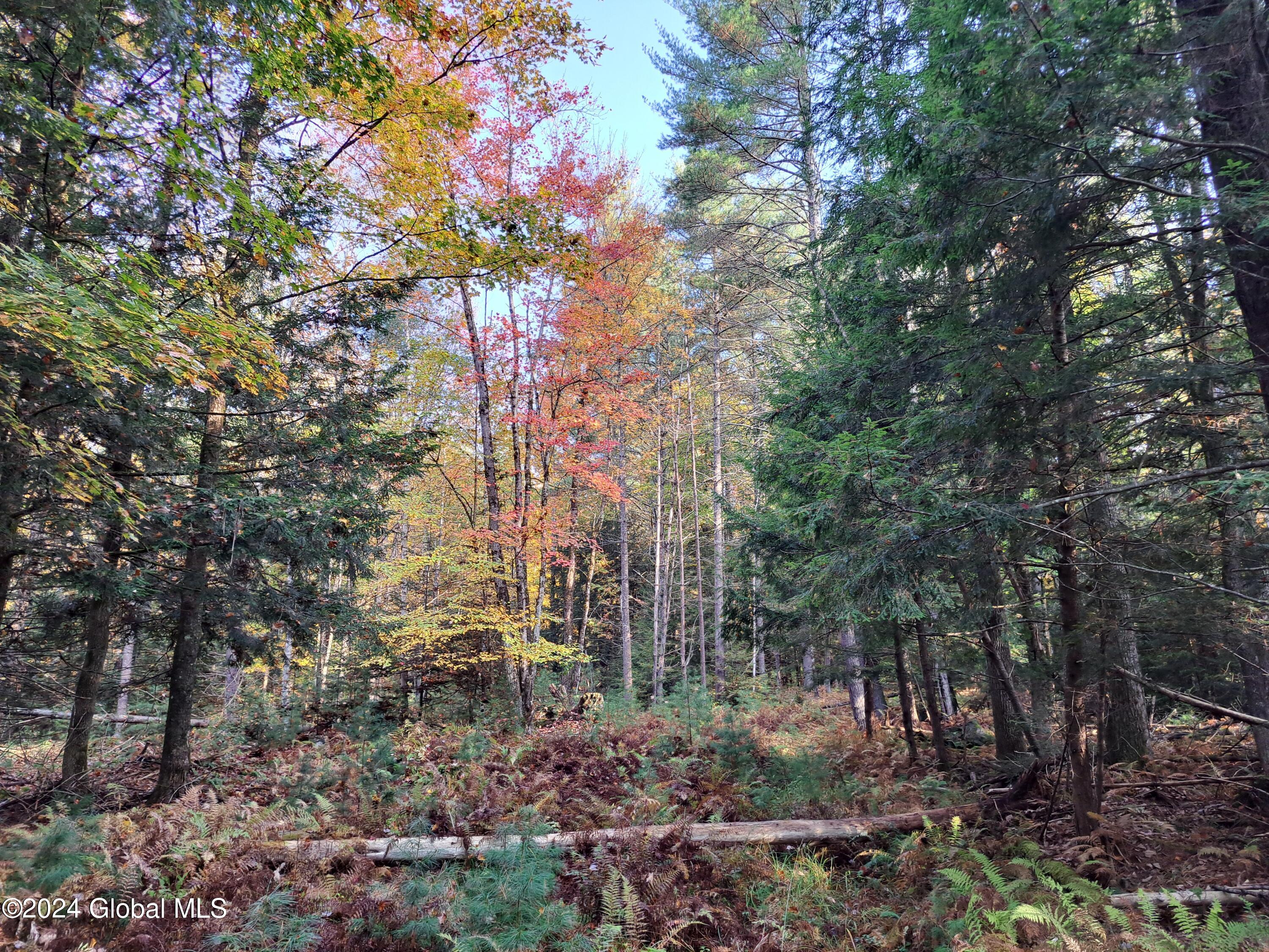 L9 Atateka Road Chestertown, NY 12817 - Photo 16 of 71 17 Ferns under Hardwood and Softwood