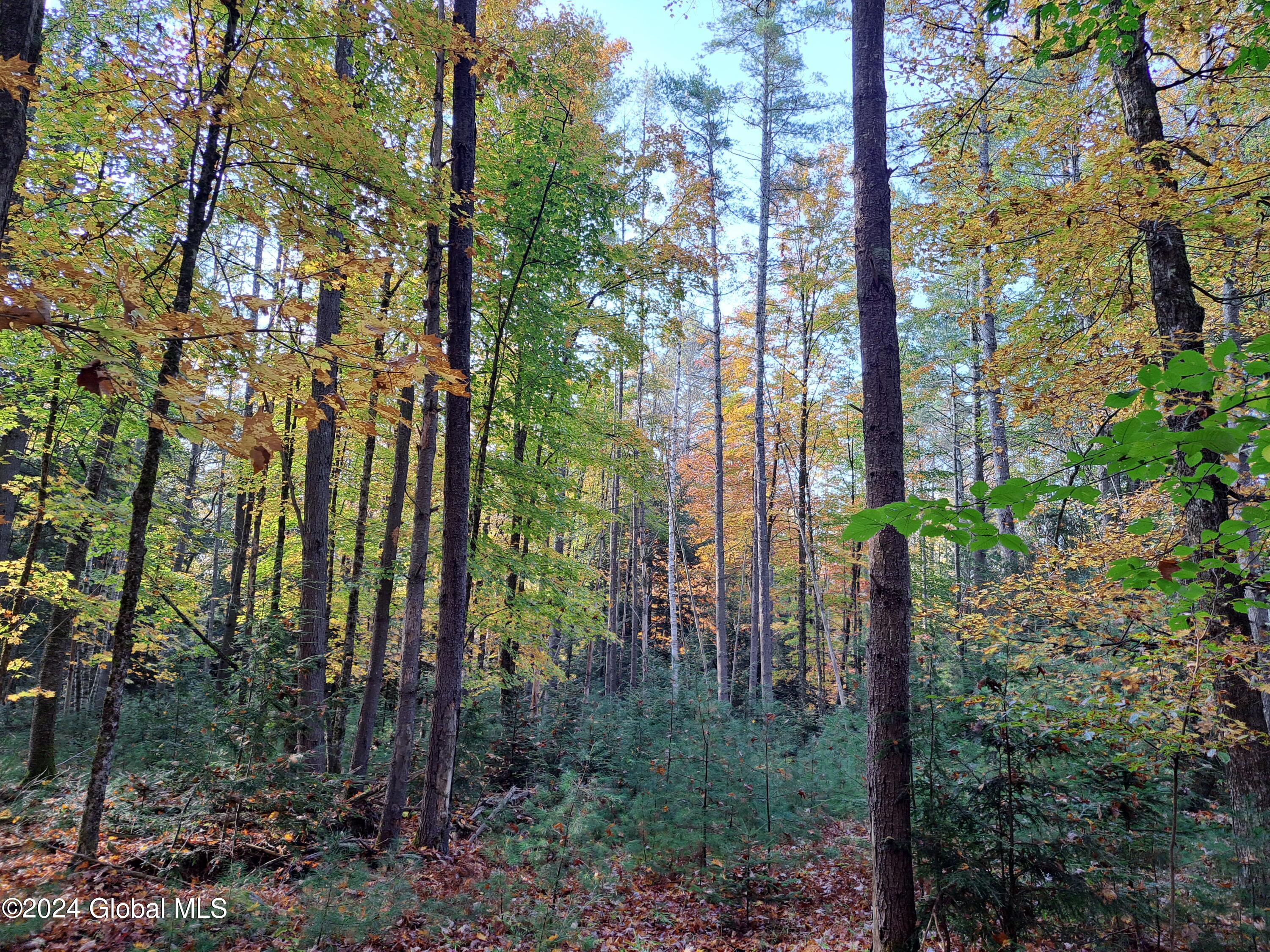 L9 Atateka Road Chestertown, NY 12817 - Photo 17 of 71 18 Hardwoods over Pine Saplings
