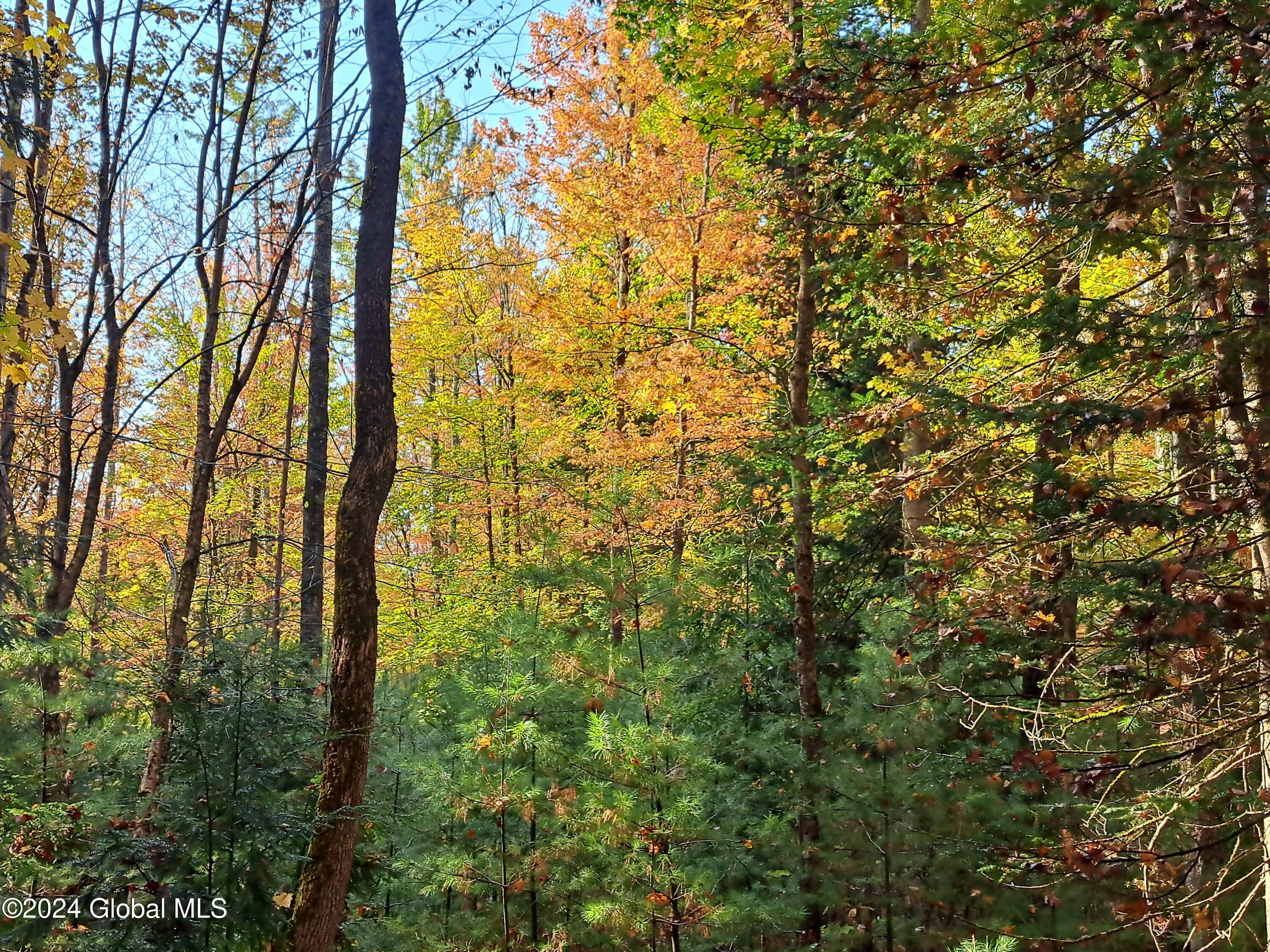 L9 Atateka Road Chestertown, NY 12817 - Photo 20 of 71 21 Thick Understory Cover