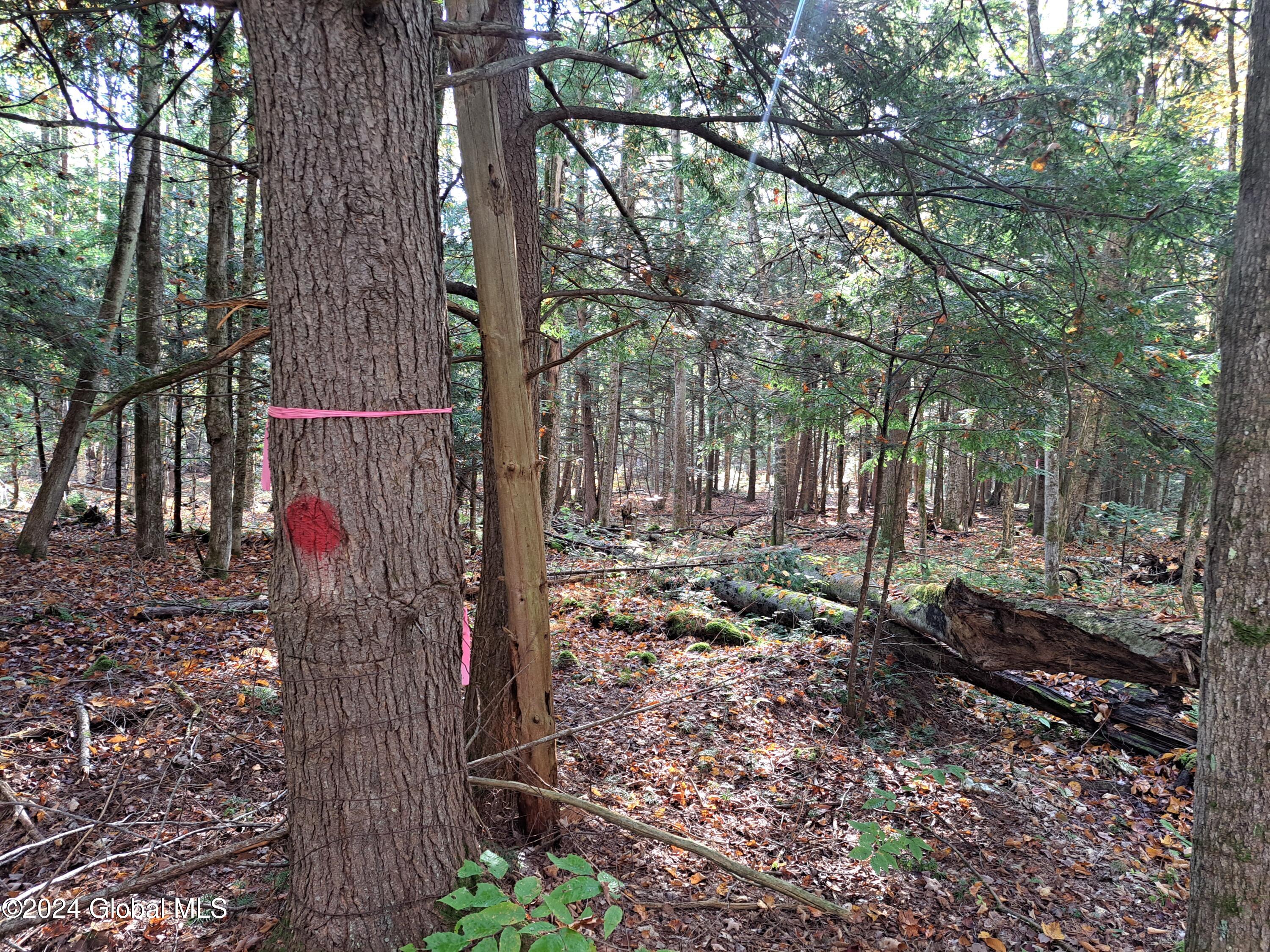 L9 Atateka Road Chestertown, NY 12817 - Photo 21 of 71 22 Blazed and Painted Property Lines