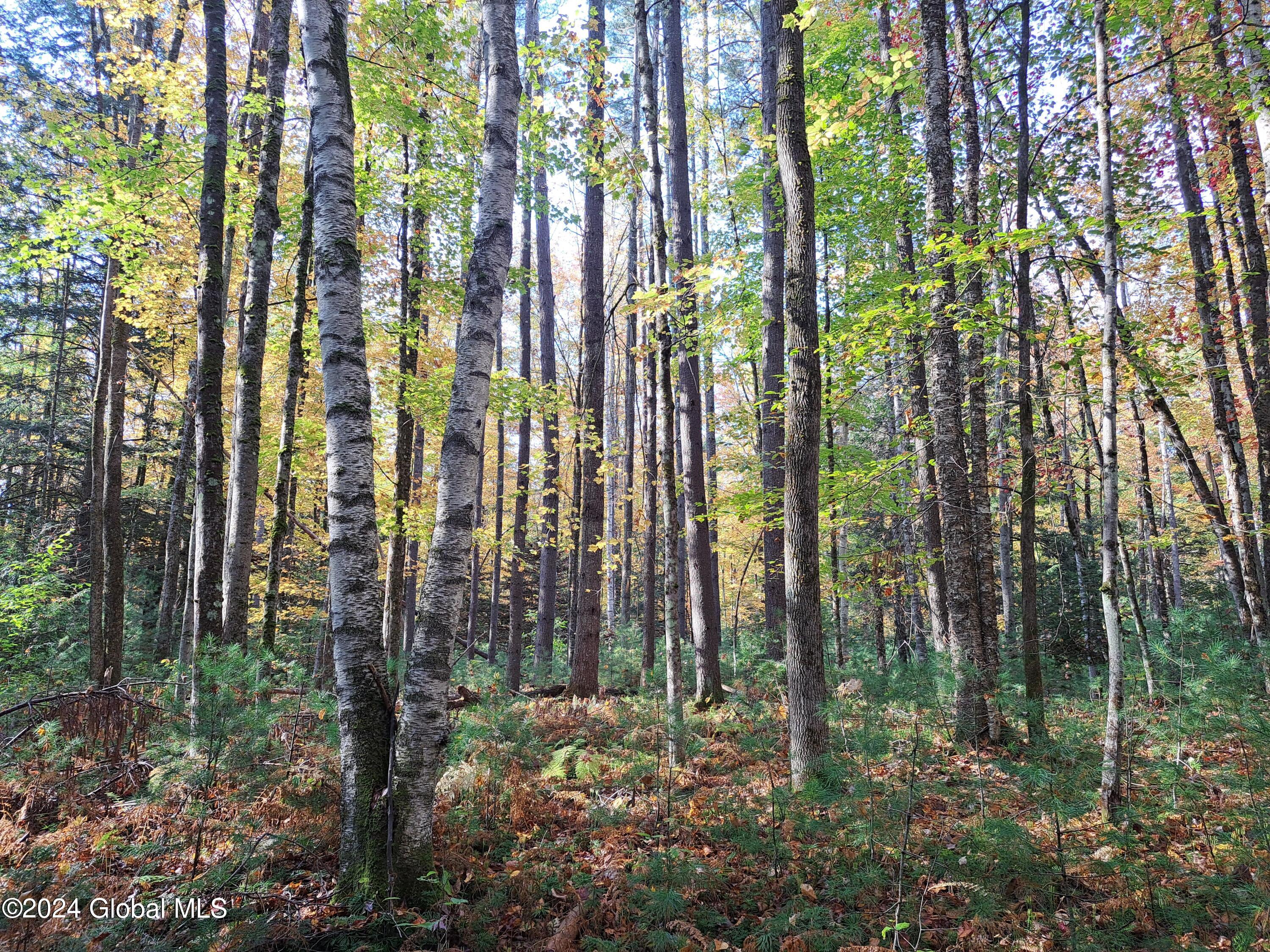 L9 Atateka Road Chestertown, NY 12817 - Photo 22 of 71 23 Mixed Species Forest